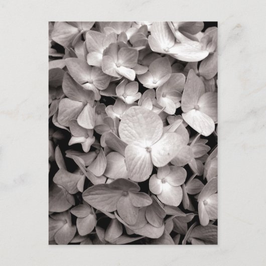 アジサイ ポストカード (正面)