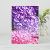 アジサイ・レインボー (スタンド正面)