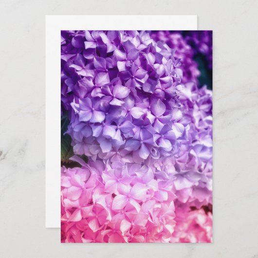 アジサイ・レインボー (正面/裏面)