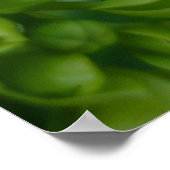 アジサイ（緑） ポスター (角)