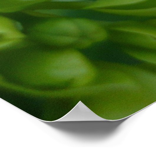 アジサイ（緑） ポスター (角)