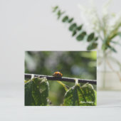 アジ蝶 ポストカード (スタンド正面)