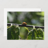 アジ蝶 ポストカード (正面/裏面)