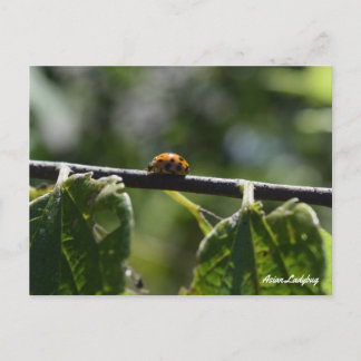 アジ蝶 ポストカード