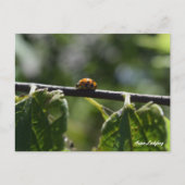 アジ蝶 ポストカード (正面)