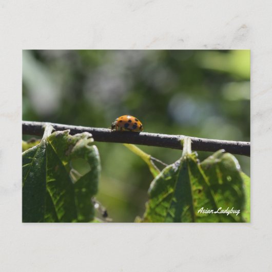 アジ蝶 ポストカード (正面)