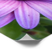 アスターかわいらしフラワーポスター ポスター (角)