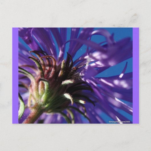 アスターの下 ポストカード (正面)