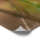 アスター色彩の鮮やかポスターに蝶のレディ ポスター (角)