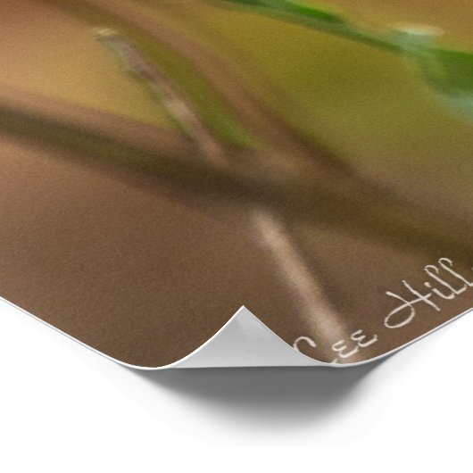 アスター色彩の鮮やかポスターに蝶のレディ ポスター (角)