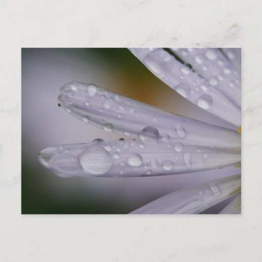 アスター花はがき ポストカード (正面)