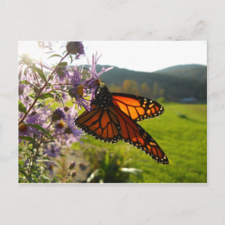 アスター訪問者 ポストカード