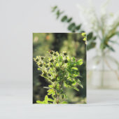 アスター・ボッズ ポストカード (スタンド正面)