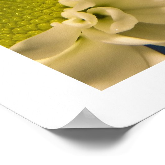 アスター ポスター (角)