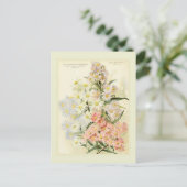 アスター(ミカエルマスデイジー) ポストカード (スタンド正面)