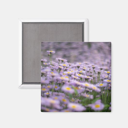 アスター（紫） マグネット (正面/裏面)