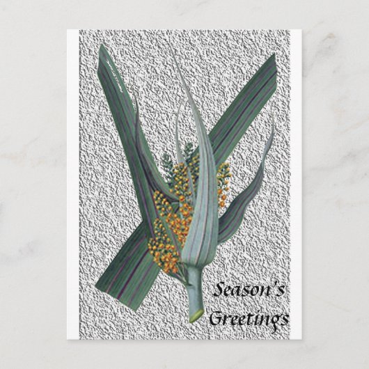 アステリアネルヴォサ ポストカード (正面)