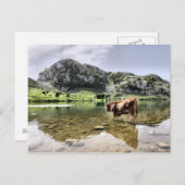 アストゥリアス州コバドンガ湖の牛 ポストカード (正面/裏面)