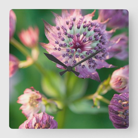 アストラニアの花 スクエア壁時計 (正面)