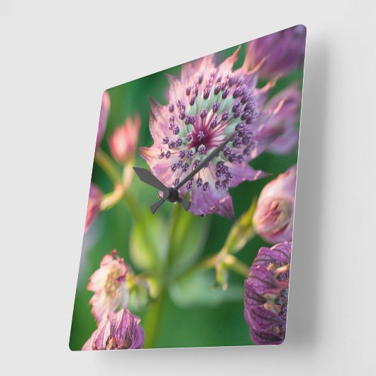 アストラニアの花 スクエア壁時計 (傾斜)