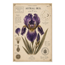 アストラルアイリス ビクトリア朝植物学美術館プリント