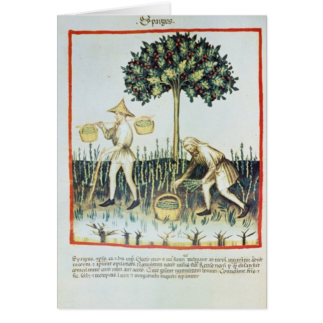 アスパラガスのピッカー、13世紀 (正面)