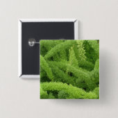 アスパラガス·アカマツ 缶バッジ (正面&裏面)