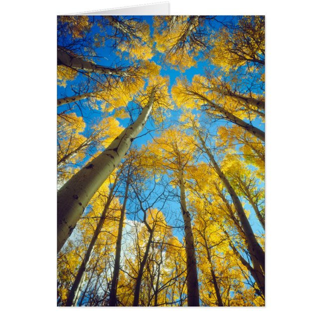 アスペンの木の紅葉 2 (正面)