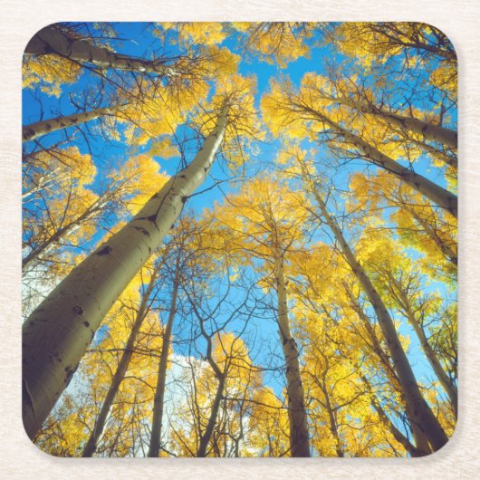 アスペンの木の紅葉 2 スクエアペーパーコースター (正面)