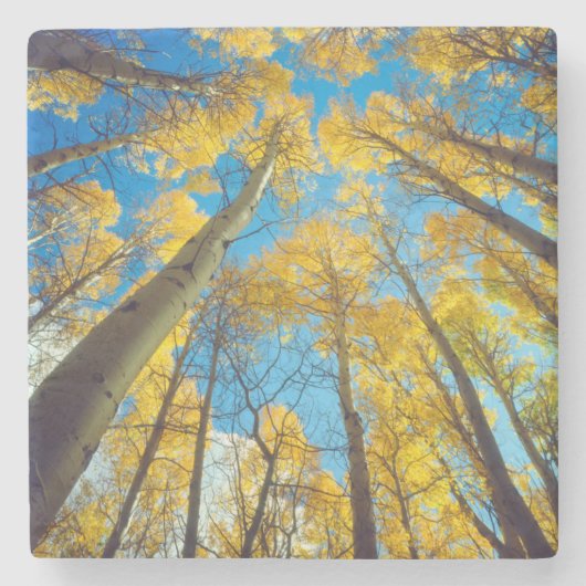 アスペンの木の紅葉 2 ストーンコースター (正面)
