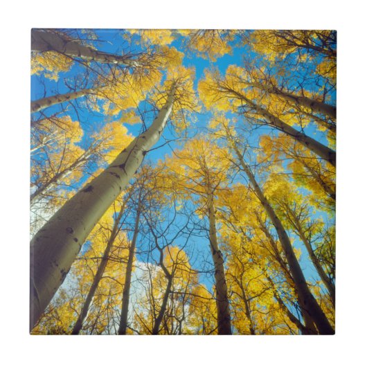 アスペンの木の紅葉 2 タイル (正面)