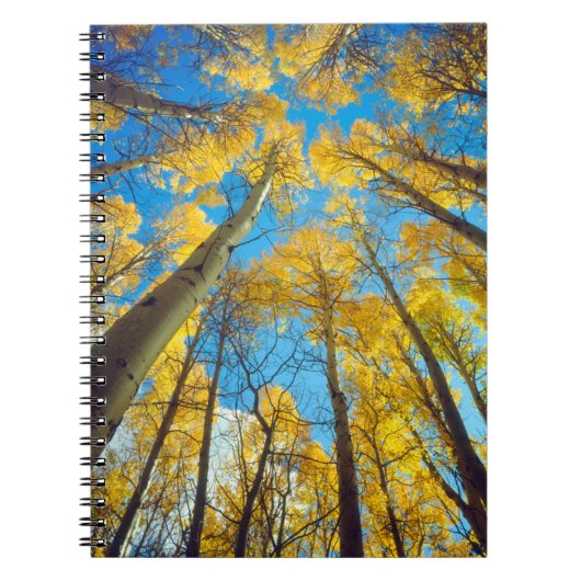 アスペンの木の紅葉 2 ノートブック (正面)