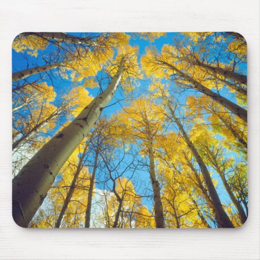 アスペンの木の紅葉 2 マウスパッド (正面)
