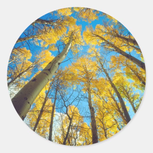 アスペンの木の紅葉 2 ラウンドシール (正面)