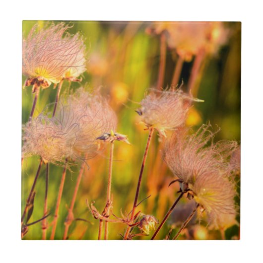 アスペンの森のプレーリースモークの野生の花 タイル (正面)
