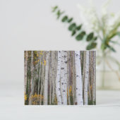 アスペンの秋 ポストカード (スタンド正面)