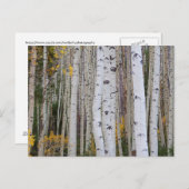 アスペンの秋 ポストカード (正面/裏面)
