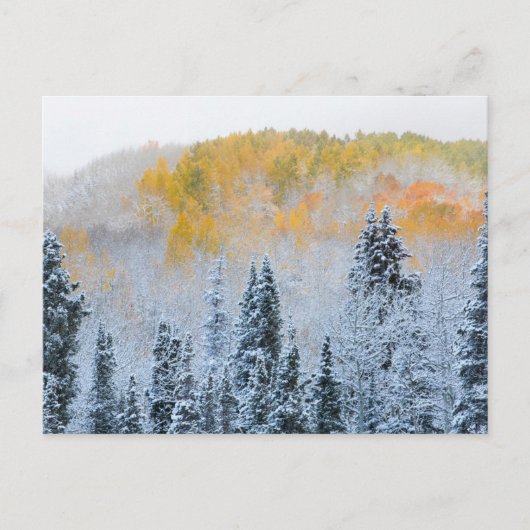 アスペンの紅葉とかすかな雪 キーブラー峠 ポストカード (正面)