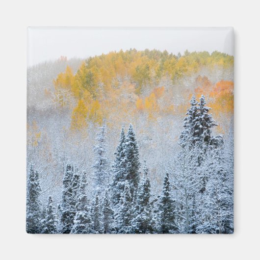 アスペンの紅葉とかすかな雪 キーブラー峠 マグネット (正面)