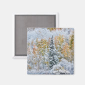 アスペンの紅葉とキーブラー峠の雪景色 マグネット (正面/裏面)