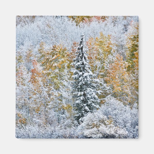 アスペンの紅葉とキーブラー峠の雪景色 マグネット (正面)