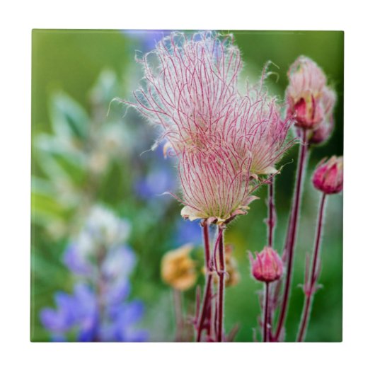 アスペン林のプレーリースモークの野生の花 2 タイル (正面)