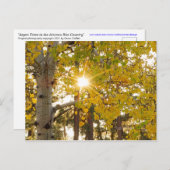 アスペン ツリー 紅葉 秋 爆発する太陽の光 ポストカード (正面/裏面)