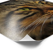 アスラン長毛のタビー猫 フォトプリント (角)