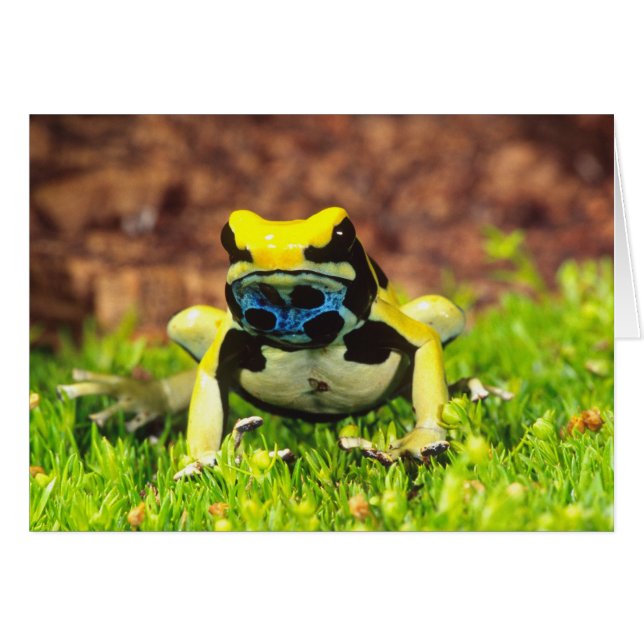 アズマヤドクガエル, Dendrobates tinctorius, (正面横)