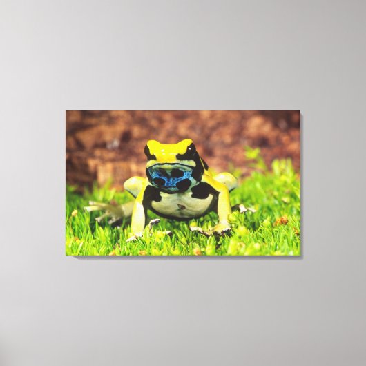 アズマヤドクガエル, Dendrobates tinctorius, キャンバスプリント (正面)