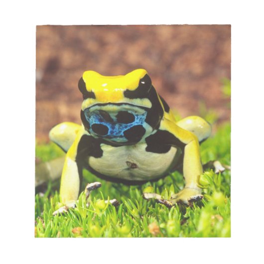 アズマヤドクガエル, Dendrobates tinctorius, ノートパッド (正面)