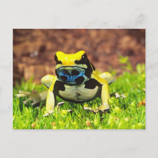 アズマヤドクガエル, Dendrobates tinctorius, ポストカード (正面)