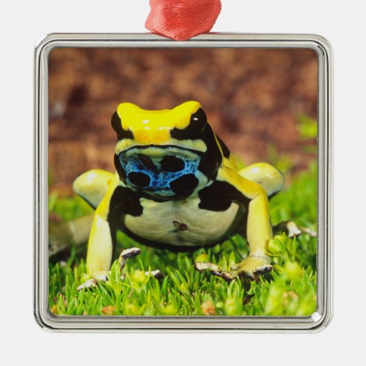 アズマヤドクガエル, Dendrobates tinctorius, メタルオーナメント (正面)