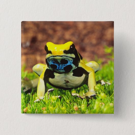 アズマヤドクガエル, Dendrobates tinctorius, 缶バッジ (正面)